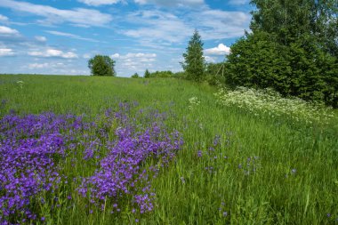 Rusya 'da bir yaz günü beyaz ve mor çiçeklerle dolu büyük bir tarla..