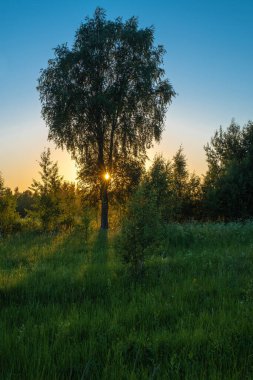 Mavi gökyüzüne karşı portakal rengi gün batımı ve Rusya 'daki yüksek huş ağacına karşı güneş ışınları. 