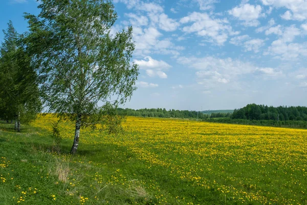 Brzoza Białymi Łodygami Duże Pole Żółtymi Dmuchawcami Słoneczny Dzień Rosja — Zdjęcie stockowe