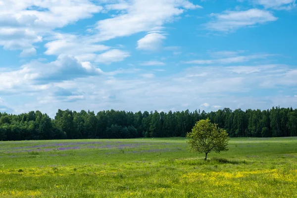 Одинокое Дерево Большом Поле Желтыми Фиолетовыми Белыми Цветами Россия — стоковое фото
