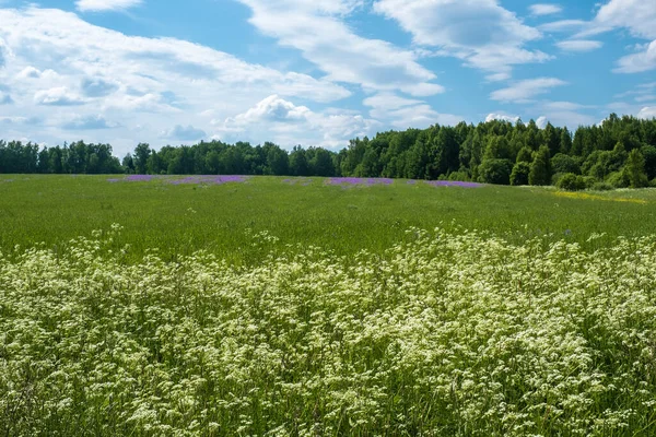 Grande Campo Con Fiori Bianchi Viola Una Giornata Estiva Russia — Foto Stock