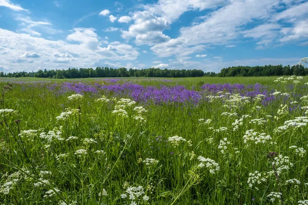 Duże Pole Białymi Fioletowymi Kwiatami Letni Dzień Rosja — Zdjęcie stockowe