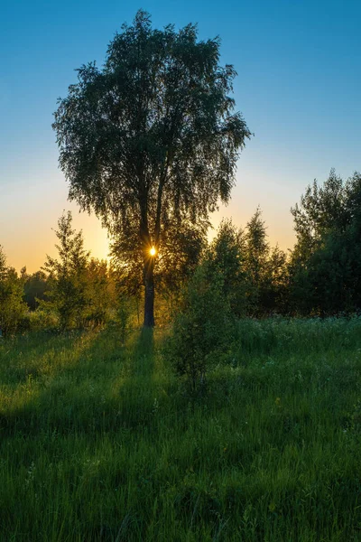 Mavi gökyüzüne karşı portakal rengi gün batımı ve Rusya 'daki yüksek huş ağacına karşı güneş ışınları. 