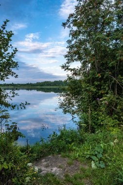 Bir yaz günü, Rusya 'da, büyük bir orman gölünün kıyısında, portakal meyveleriyle dolu yüksek dağ külleri.. 