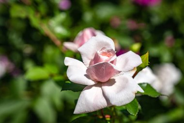 Bulanık bir arkaplanda soluk pembe bir gül, yakın plan çekilmiş..