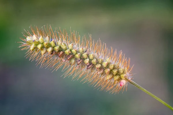 Растение Похожее Гусеницу Тонкими Длинными Волосами Размытом Фоне Снятое Крупным — стоковое фото