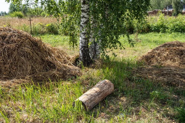 Three White Birch Trunks Two Piles Hay Log Foreground Summer — Stock Photo, Image