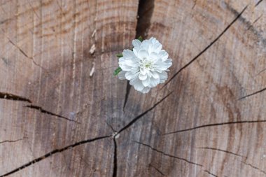 Kalın bir ağaç kesiminin belirsiz arka planında beyaz bir çiçek, yakın plan çekilmiş.. 