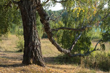 Eski bir huş ağacının kalın gövdesi ve bükülmüş büyük bir dal, güneşli bir günde yere eğildi.. 
