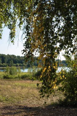 Rusya 'da güneşli bir günde, sarı ve yeşil huş ağaçlarının arasından göl manzarası. 
