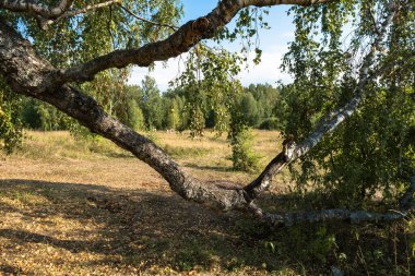 Ön planda bir huş ağacının büyük kıvrımlı bir dalı ve arka planda ormana yürüyen insanlar, Rusya. 