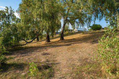 Yumuşak bir yamacı ve kalın huş ağaçları olan kırsal bölge, Rusya. 