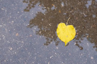 Asfalttaki su birikintisinde parlak sarı bir yaprak. Yakından çekilmiş..