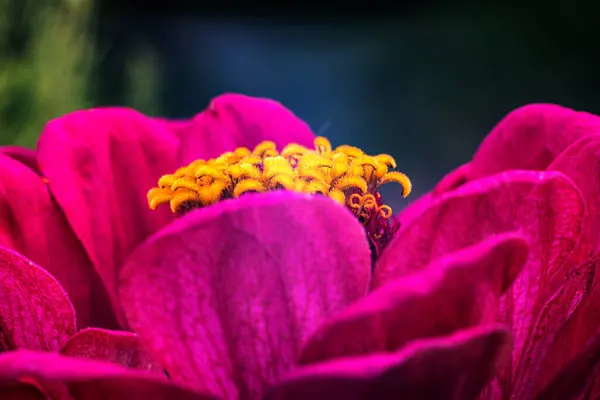 Grande Fiore Con Petali Cremisi Centro Giallo Uno Sfondo Sfocato — Foto Stock