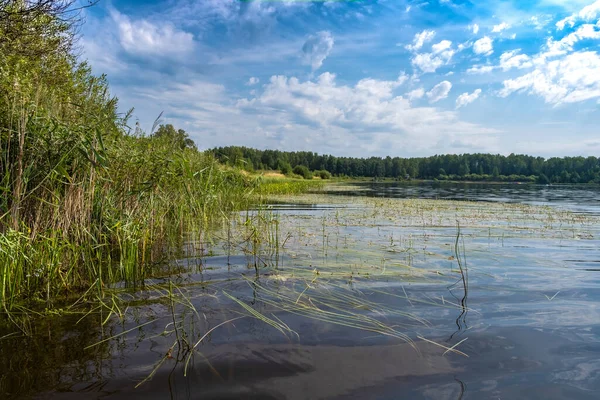 Brzeg Dużego Jeziora Osadem Liliami Wodnymi Letni Dzień Rosja — Zdjęcie stockowe