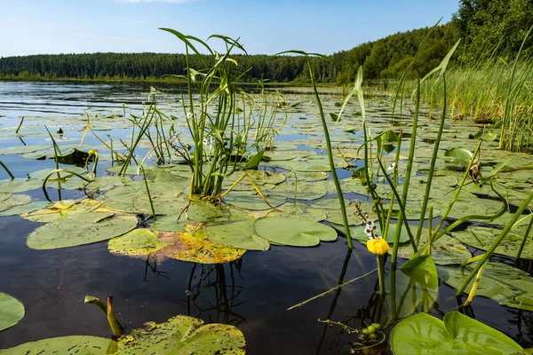 Yellow Water Lily Large Forest Lake Summer Day Russia — Stock Photo, Image