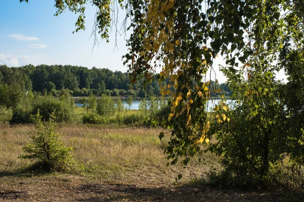 Pohled Jezero Přes Žlutozelené Břízové Listy Slunečného Dne Rusko — Stock fotografie