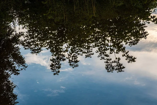 Reflejo Arbustos Cielo Azul Con Nubes Blancas Gran Charco —  Fotos de Stock