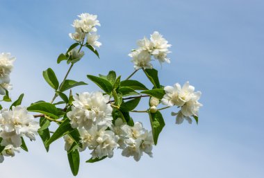 çiçek açan Yasemin.