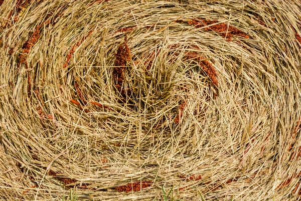 Die Textur von trockenem Gras. — Stockfoto