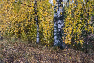 Sonbahar manzarası.