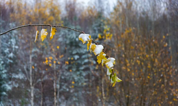 Herbststudie. — Stockfoto