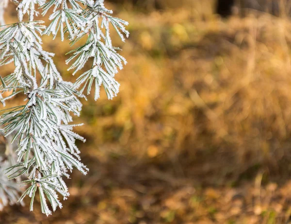 Pine gren täckt med frost. — Stockfoto