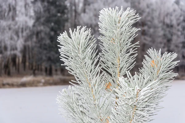 Pine gren täckt med frost. — Stockfoto