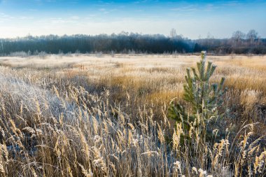 Sonbahar manzarası. 