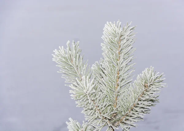 Pine gren täckt med frost. — Stockfoto