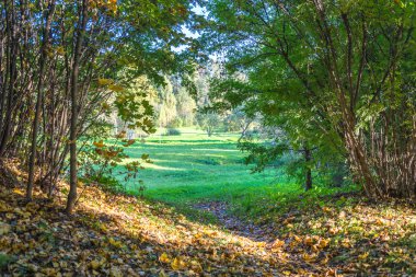 Gelen yoğun çalılıkları çim görünümünü.