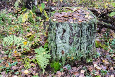 eski yosun kaplı güdük. 