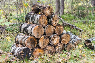 Küçük huş günlükleri. 