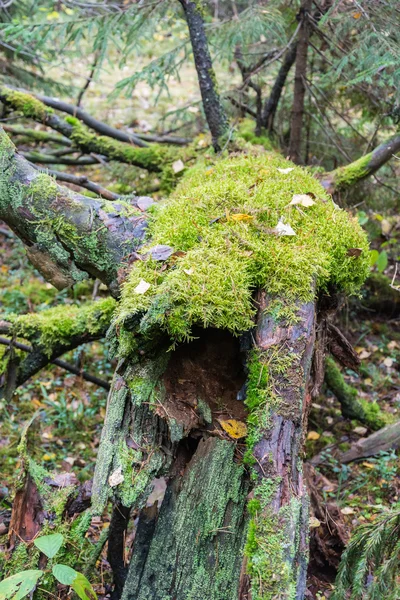 Árbol viejo podrido cubierto de musgo . — Foto de Stock