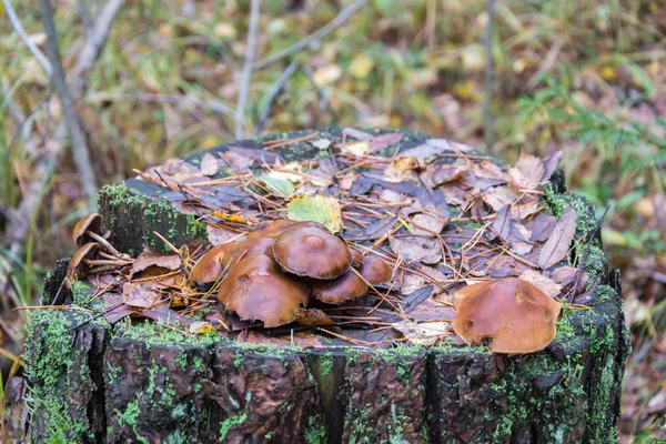 Sur le vieux moignon poussent des champignons . — Photo