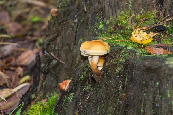 Pilze und Baumstumpf. — Stockfoto