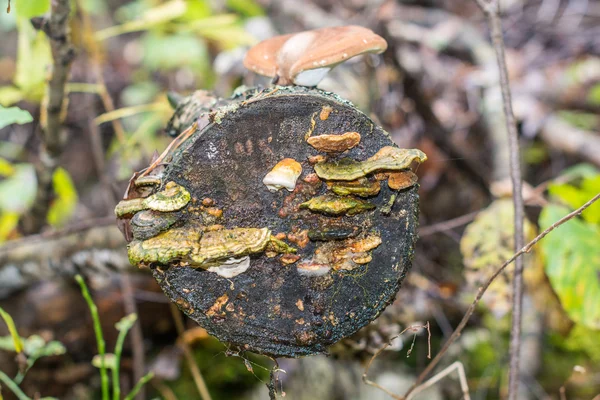 Champignons colorés sur le tronc d'un bouleau . — Photo