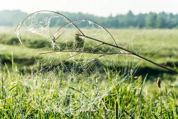 Ein Spinnennetz. — Stockfoto