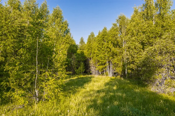 Waldrasen. — Stockfoto