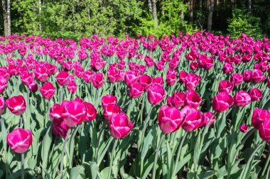 kırmızı gladioli. 