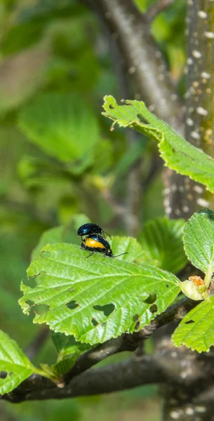 Deux fils sur une feuille verte . — Photo