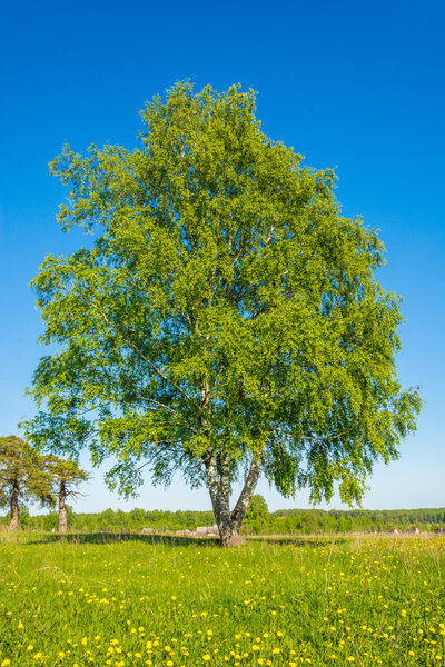 Triple birch.