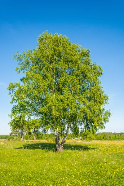 Triple birch. Stock Photo