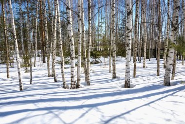 Bahar güneşli bir gün. 