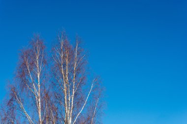 Huş ağacı ve gökyüzü.