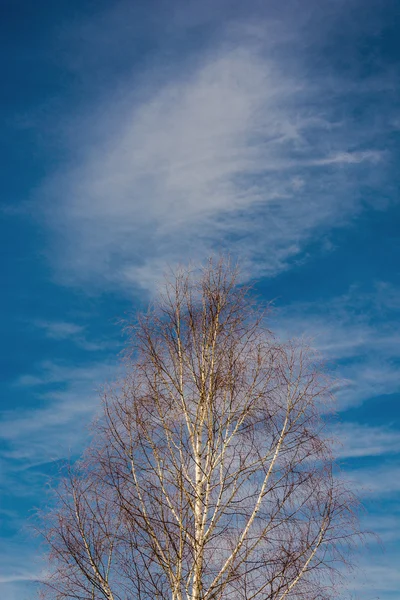 Birke und Himmel. — Stockfoto