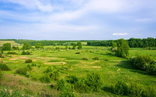 夏季风景. — 图库照片