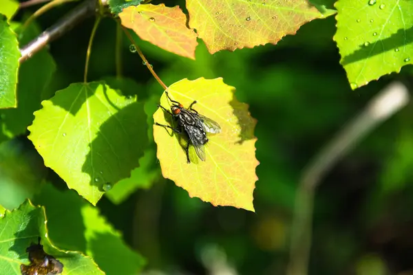 Fliege auf dem Arbeitsblatt. — Stockfoto