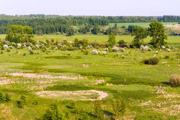 Sommerlandschaft. — Stockfoto