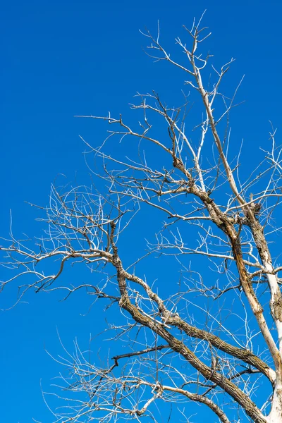 Dry branches. — Stock Photo, Image